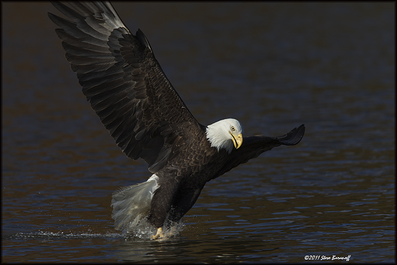 _1SB8703 bald eagle catching fish.jpg